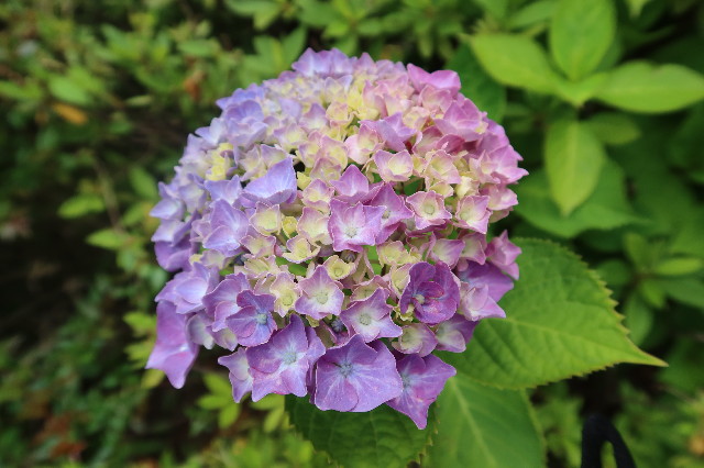 ファイル 7638-3.jpg