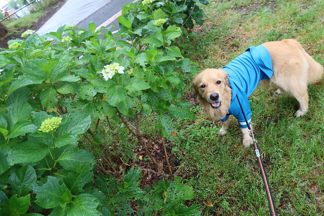 ファイル 7639-3.jpg