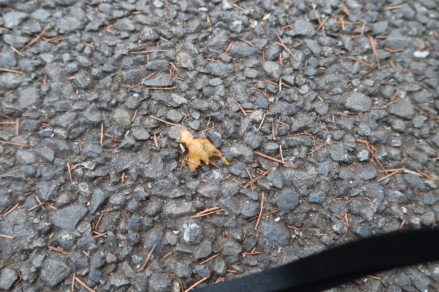 ファイル 7642-3.jpg