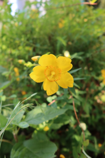 ファイル 7647-2.jpg