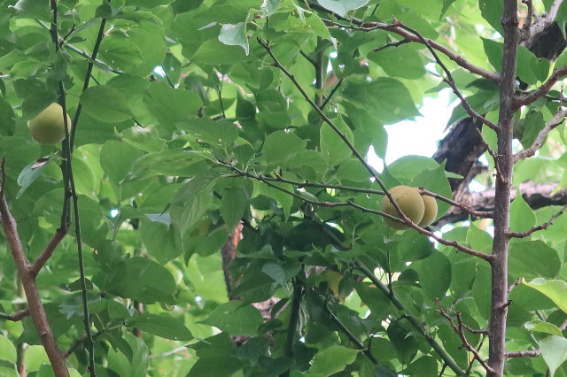 ファイル 7650-4.jpg