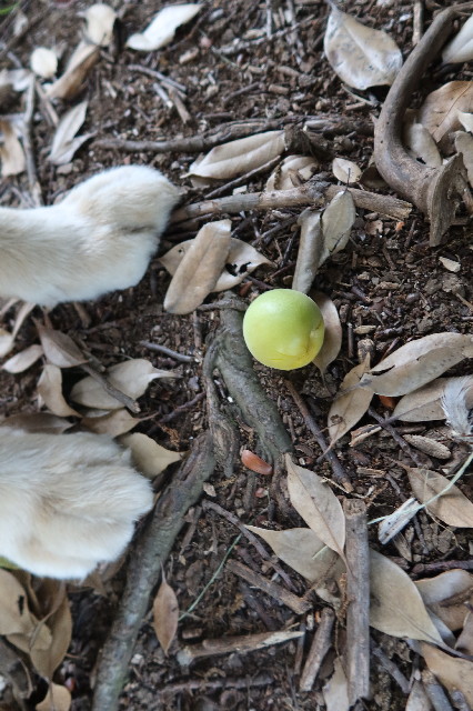 ファイル 7651-4.jpg