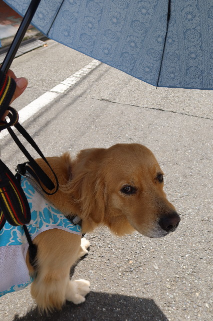 ファイル 7658-3.jpg