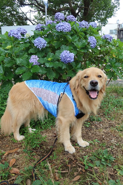 ファイル 7660-1.jpg