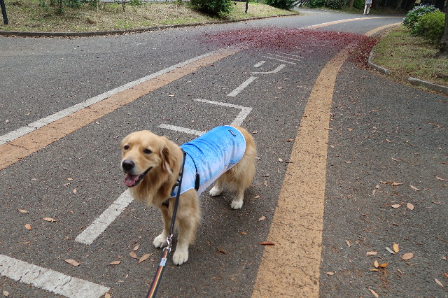 ファイル 7660-5.jpg