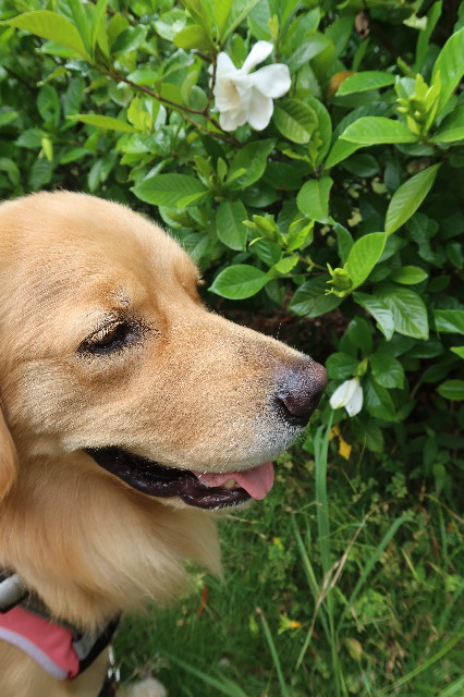 ファイル 7664-3.jpg