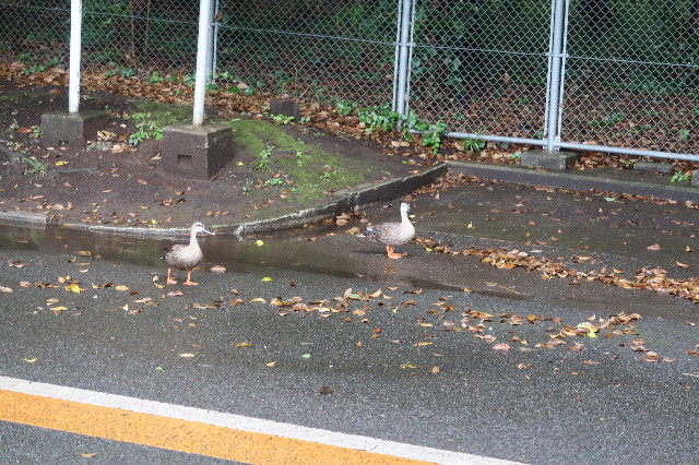 ファイル 7665-2.jpg