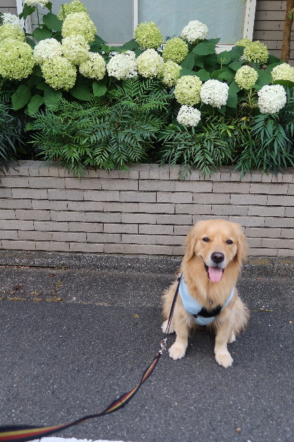 ファイル 7666-1.jpg