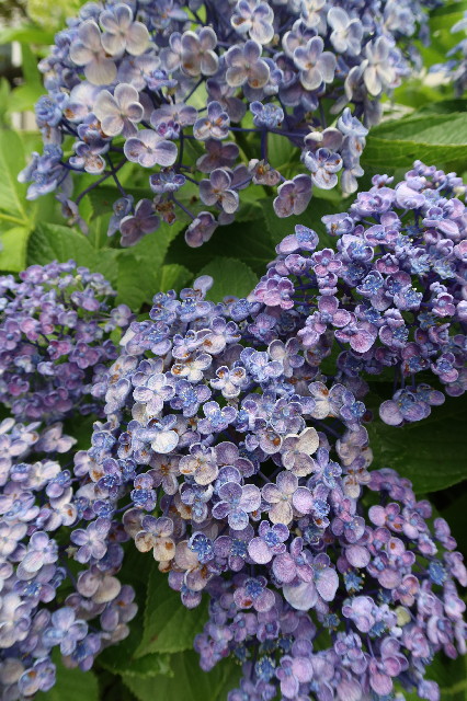 ファイル 7671-2.jpg