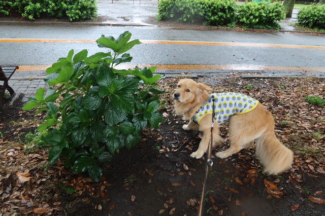 ファイル 7673-4.jpg