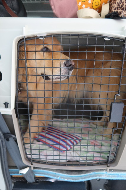 ファイル 7678-1.jpg