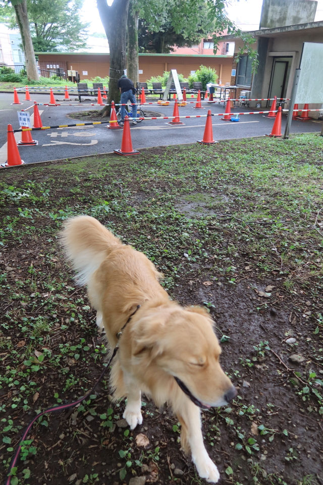 ファイル 7681-1.jpg