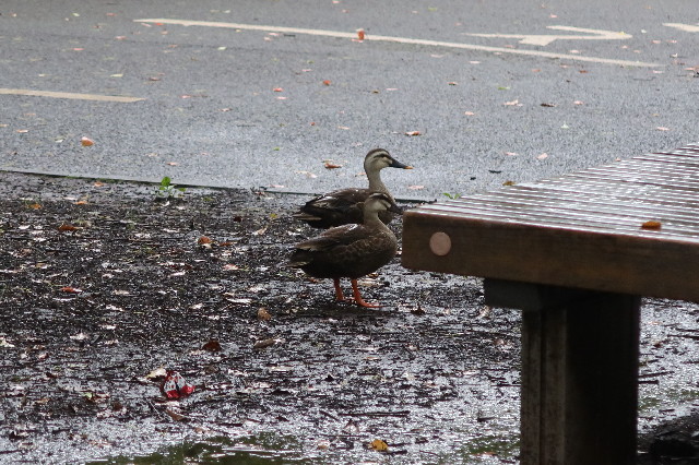 ファイル 7681-5.jpg