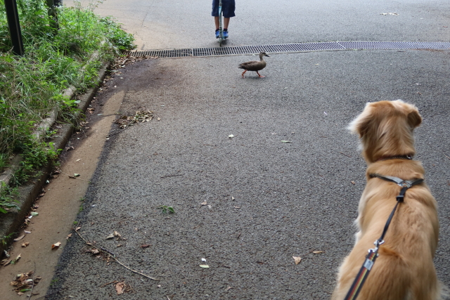 ファイル 7686-3.jpg