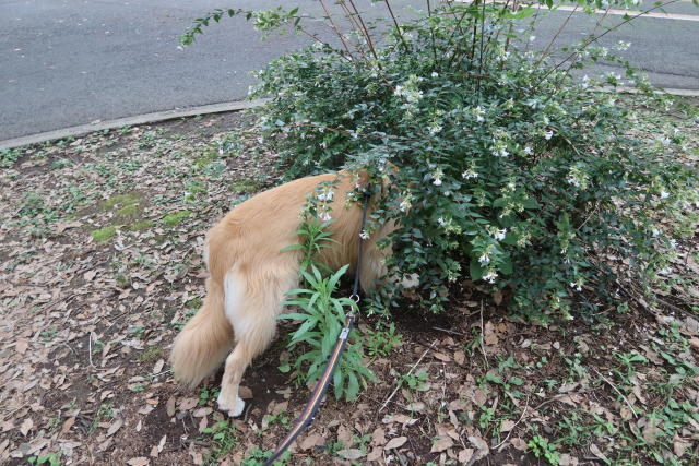 ファイル 7692-4.jpg