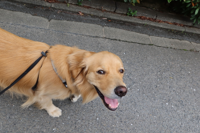 ファイル 7694-1.jpg