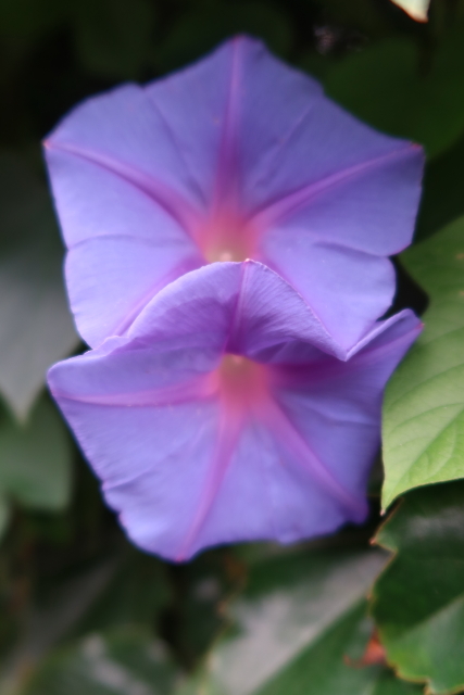 ファイル 7702-3.jpg