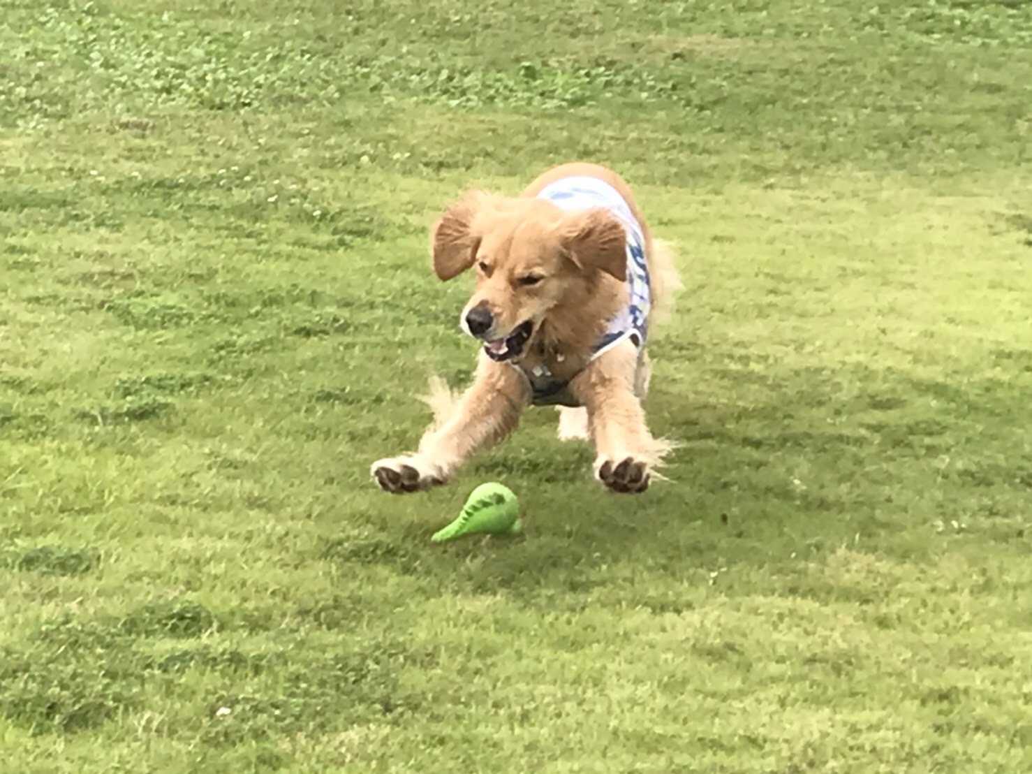 ファイル 7704-1.jpg