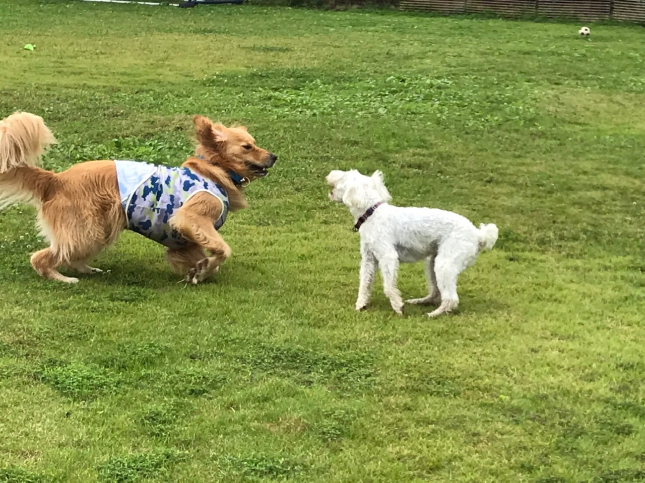 ファイル 7704-2.jpg