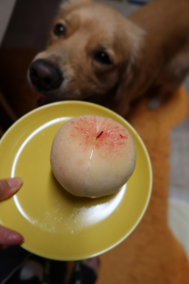 ファイル 7714-1.jpg