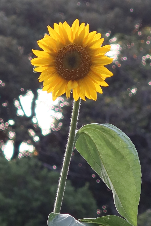 ファイル 7717-1.jpg