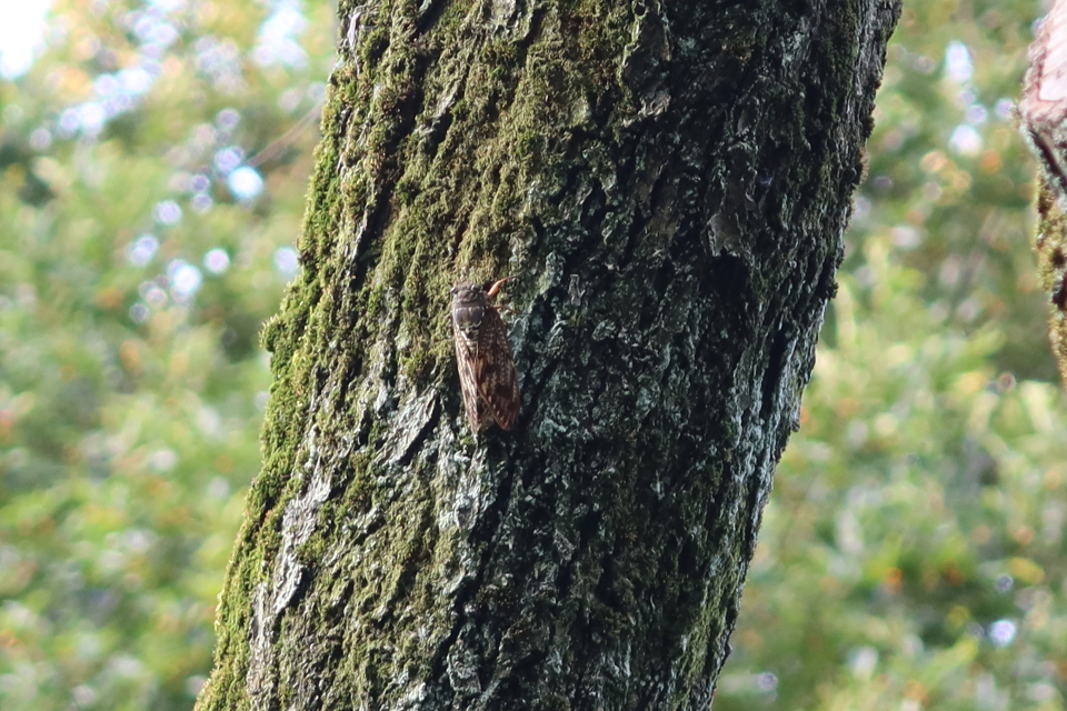 ファイル 7717-4.jpg