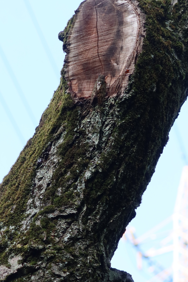 ファイル 7717-5.jpg