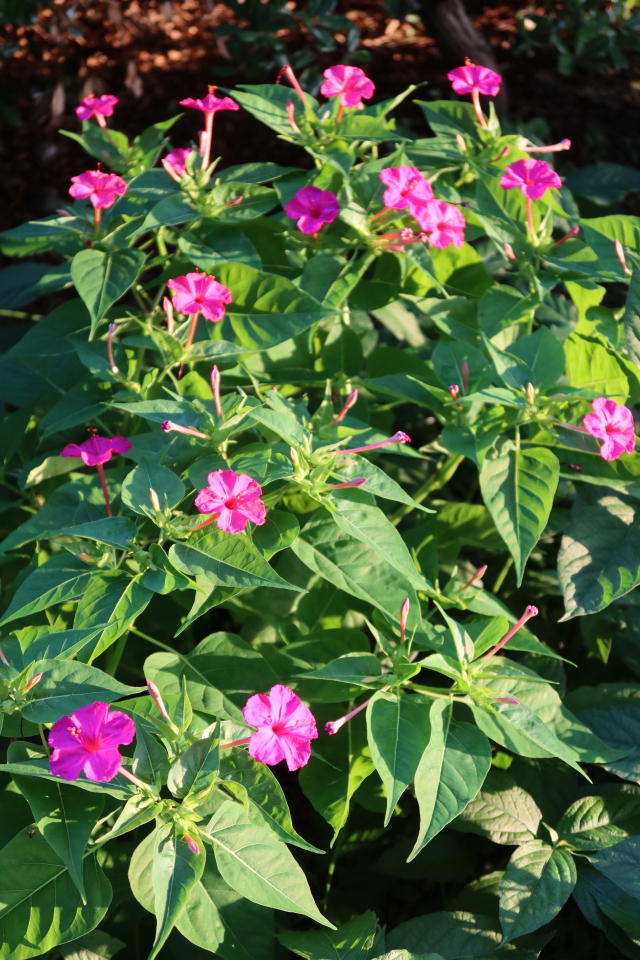 ファイル 7718-1.jpg