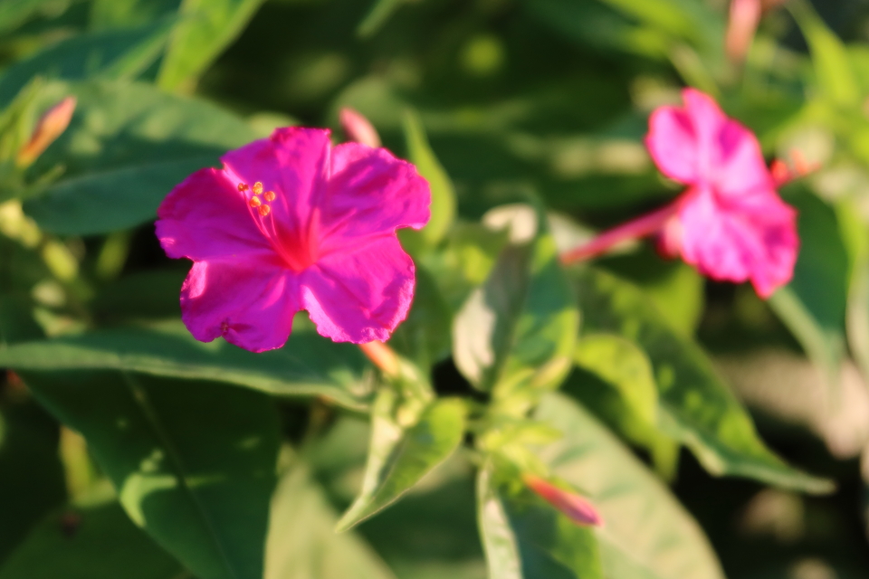 ファイル 7718-2.jpg