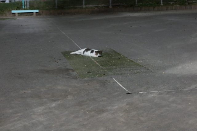 ファイル 7719-5.jpg