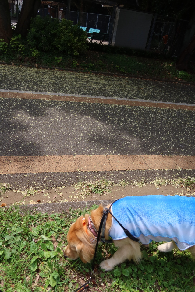 ファイル 7721-2.jpg