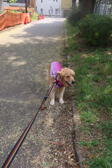 ファイル 7725-3.jpg