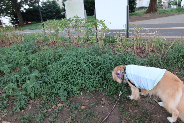 ファイル 7727-3.jpg