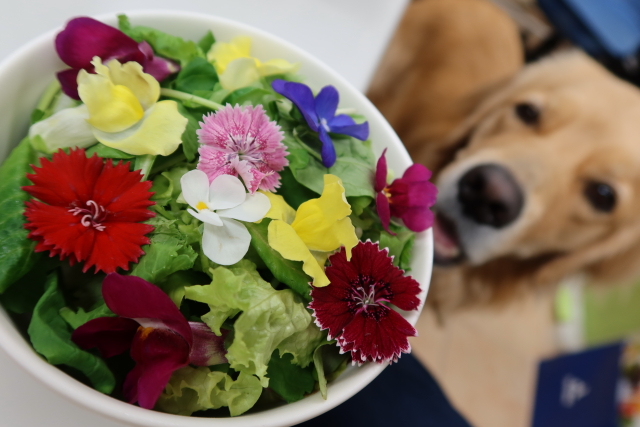 ファイル 7732-2.jpg