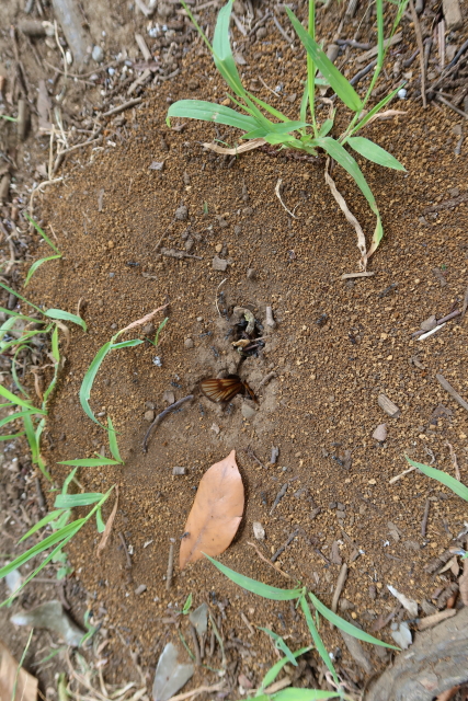 ファイル 7732-5.jpg