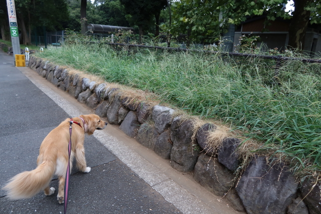 ファイル 7738-5.jpg