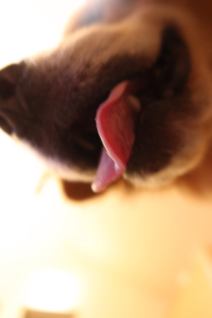 ファイル 7739-1.jpg