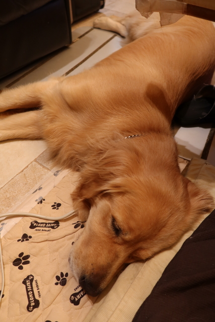 ファイル 7739-5.jpg