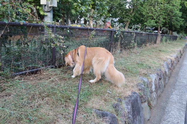 ファイル 7741-1.jpg