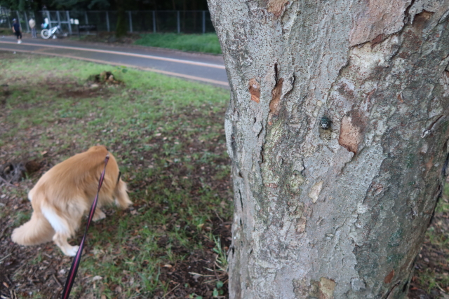 ファイル 7741-3.jpg