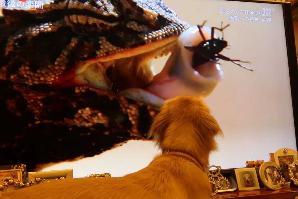 ファイル 7742-3.jpg