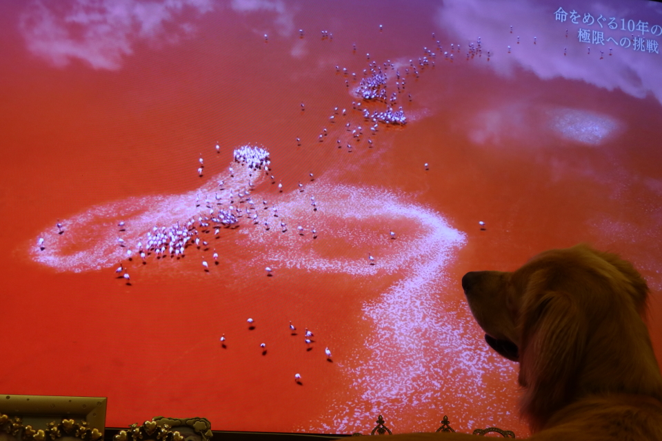 ファイル 7742-4.jpg