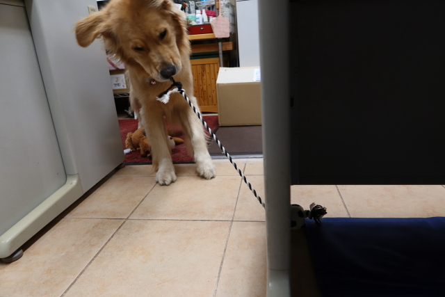 ファイル 7745-4.jpg