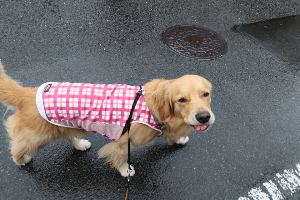 ファイル 7759-1.jpg