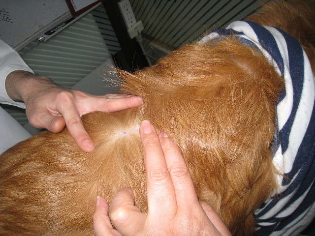 ファイル 776-3.jpg