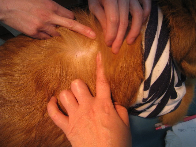 ファイル 776-4.jpg