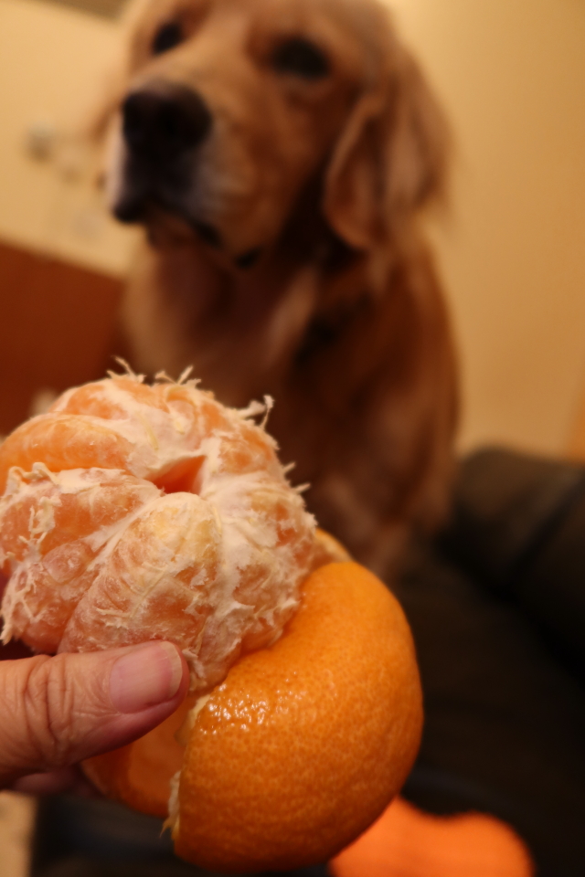 ファイル 7760-4.jpg