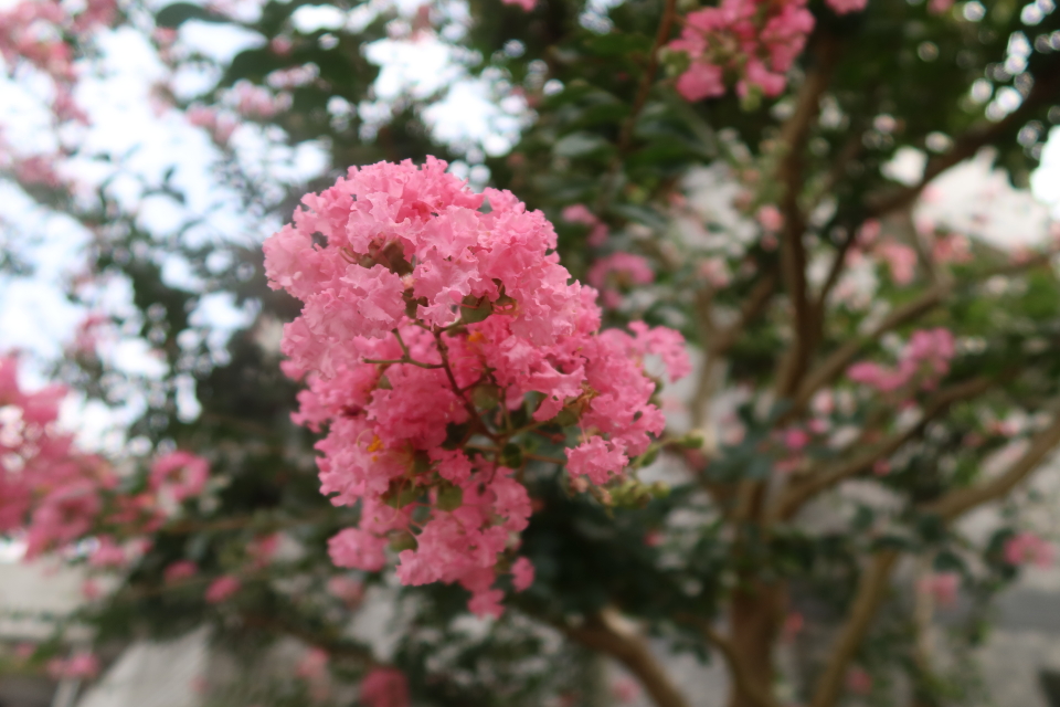 ファイル 7763-3.jpg