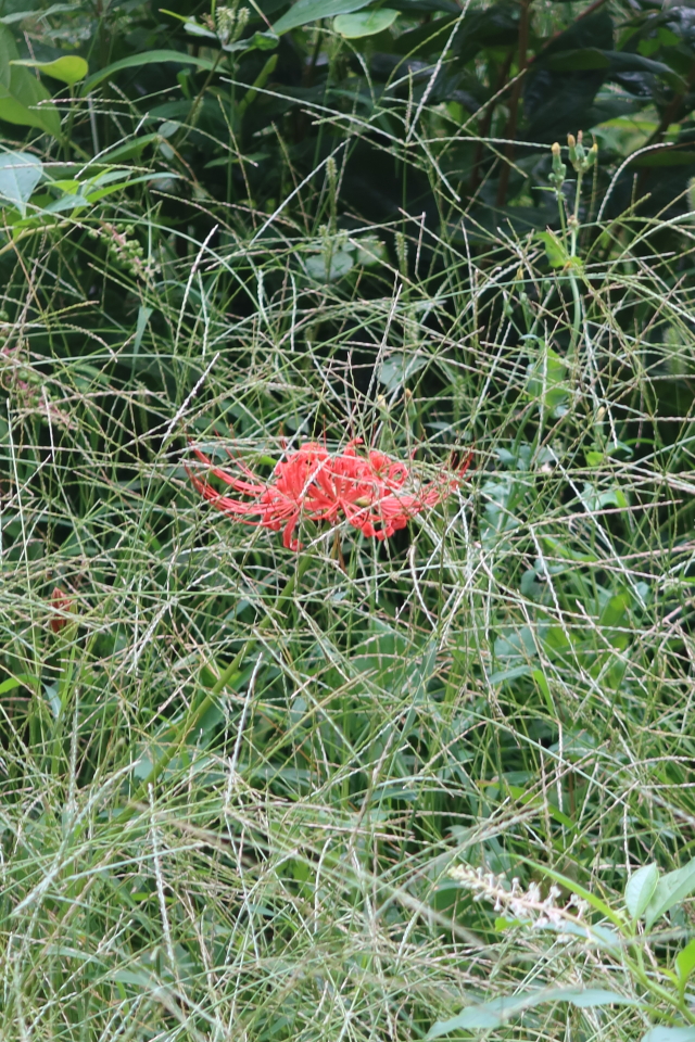 ファイル 7768-3.jpg