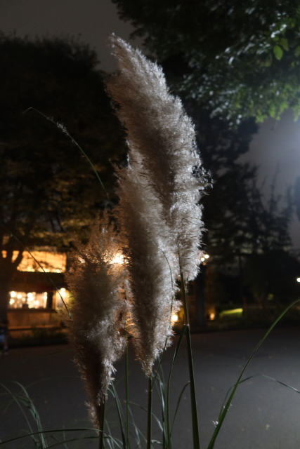 ファイル 7771-4.jpg